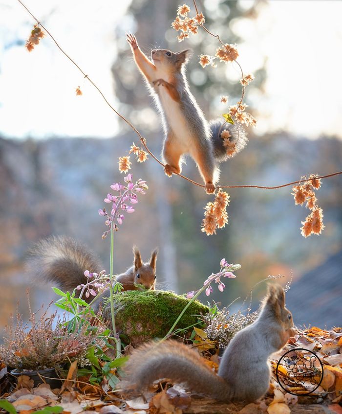 I Followed Squirrels Daily For 6 Years With My Camera And They Became My Friends
