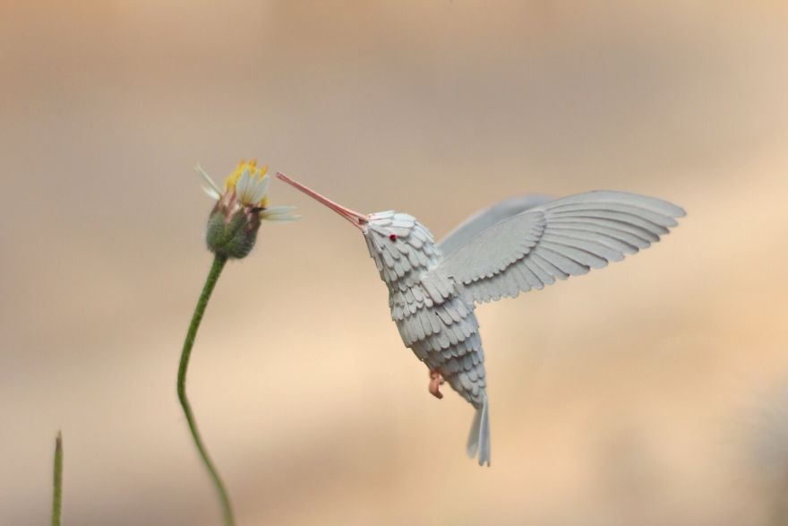 Albino Ruby-Throated Hummingbird