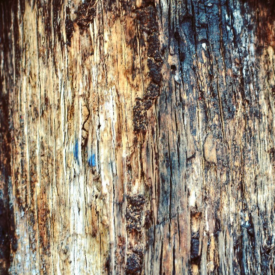 Tree Bark: Photographing Abstract Art...