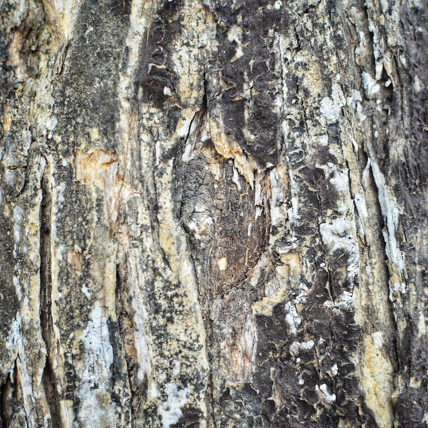 Tree Bark: Photographing Abstract Art...