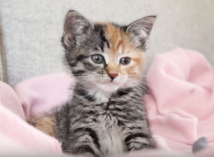 Little Maci, The 6 Weeks Old Kitten, Who Survived The Life-Threatening Disease