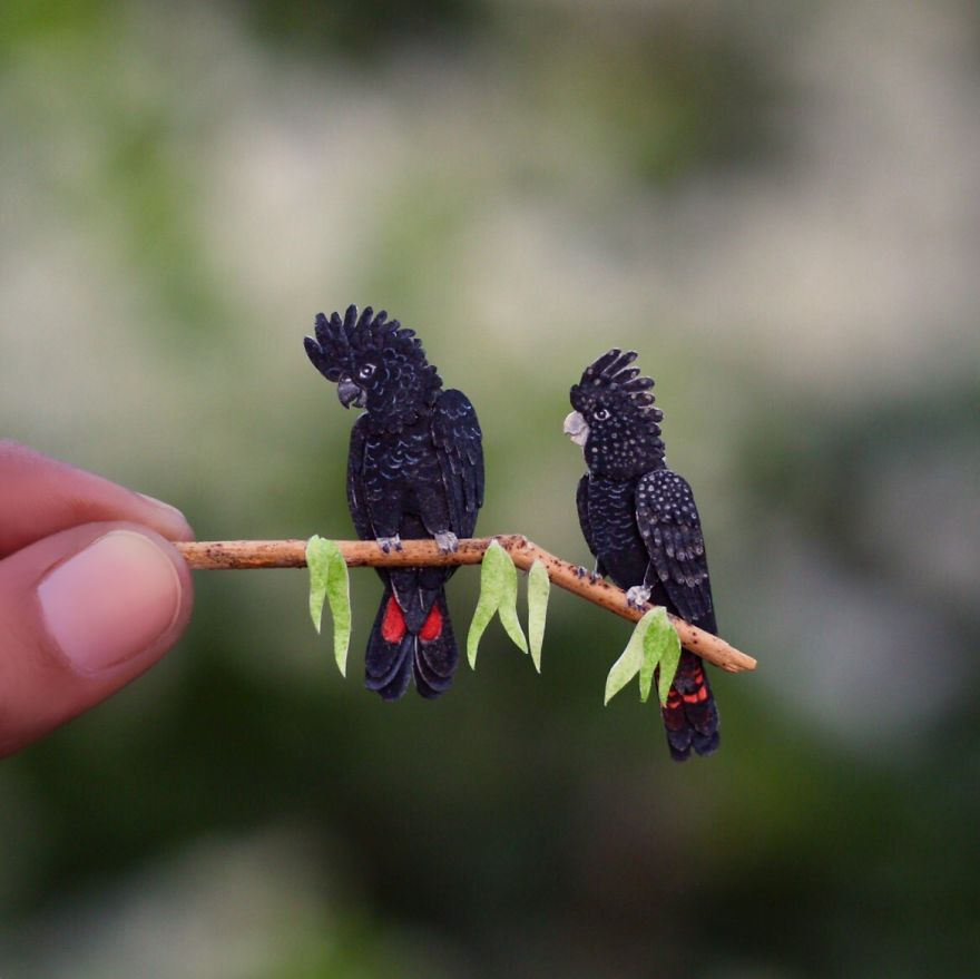 Red-Tailed Black Cockatoo Couple