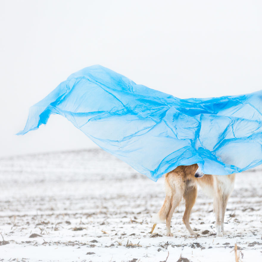 Sighthound Squad Photographic Journey Across Lithuania