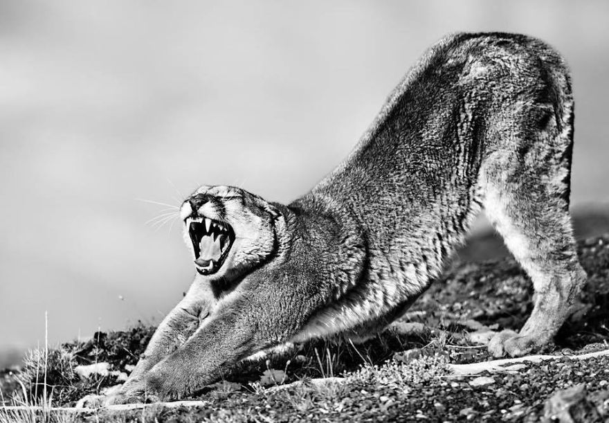 The Memorable Expedition To Photograph The Mighty Puma By Ejaz Khan