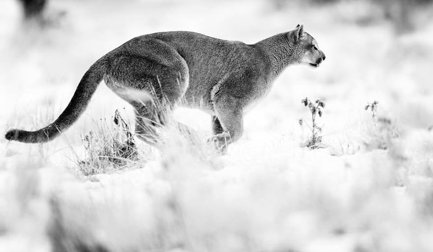 The Memorable Expedition To Photograph The Mighty Puma By Ejaz Khan