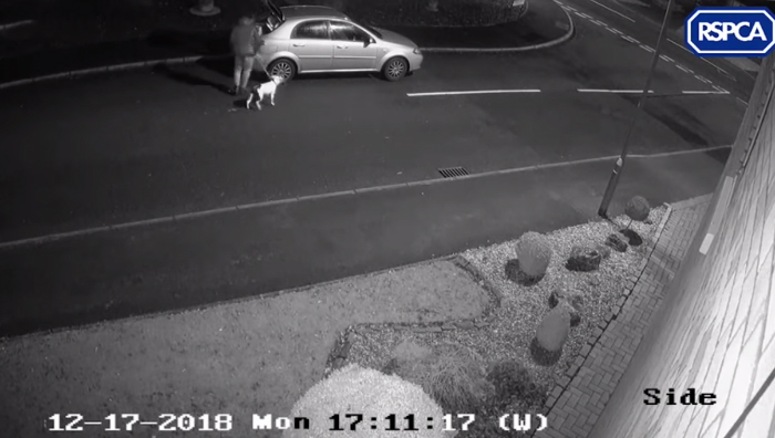 Dog Doesn’t Realize He Is Being Abandoned, Desperately Tries To Get Back In Car
