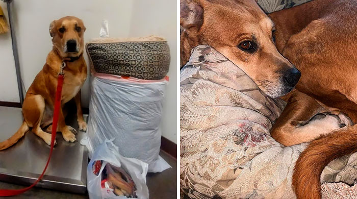One Family Decides They Can’t Take Care Of Their Dog, Drops Him Off At Shelter With Toys And Bed