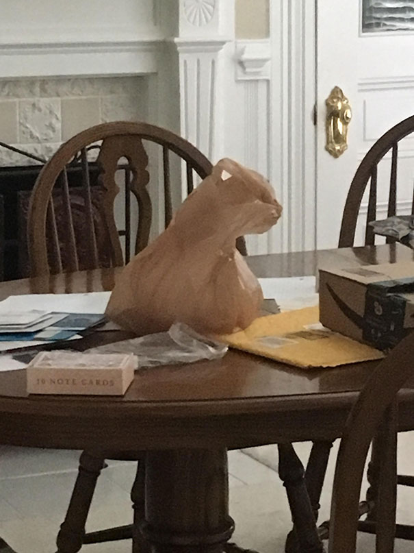 This Plastic Bag Looks Exactly Like A Cat
