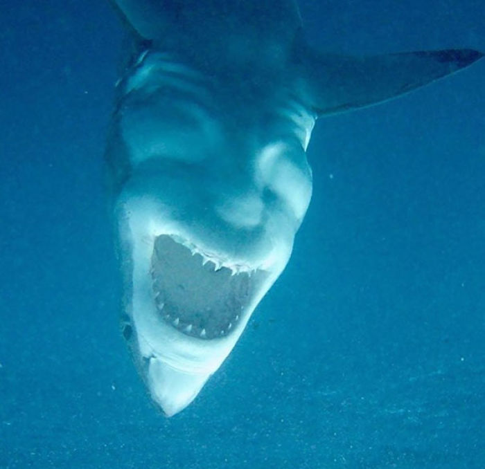 Este tiburón bocabajo parece Satán riendo