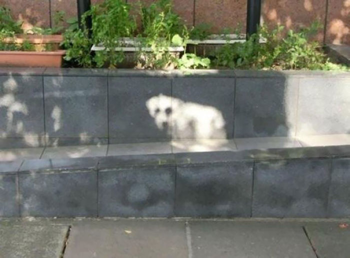 Hello, Little Sundog