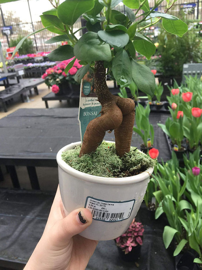 Qué bonsai más curioso