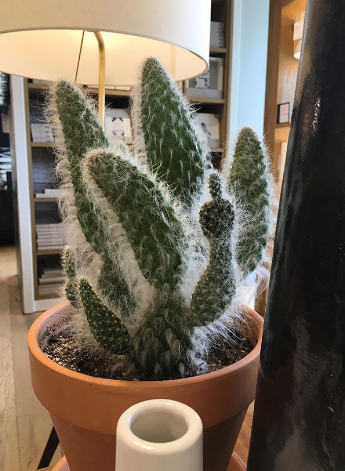Cactus haciendo una peineta