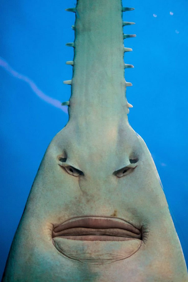 The Underside Of A Sawfish Better Known As “I’d Like To Speak To Your Manager”