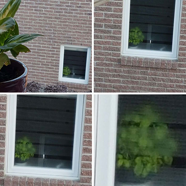 This Plant That Looks Like A Human Face