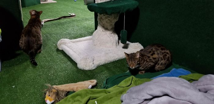 "I Adopted My Brother's Two Bengals When He Passed Away. I Did My Best To Build Them A Cat Jungle In My Basement And Make Him Proud"