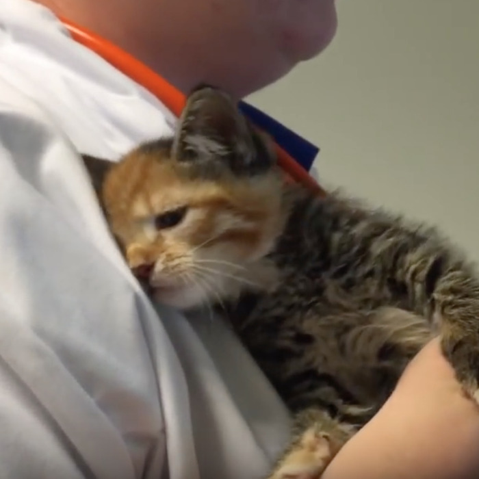 Little Maci, The 6 Weeks Old Kitten, Who Survived The Life-Threatening Disease