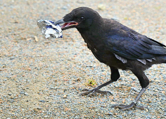 This French Theme Park Has 6 Crow 'Employees' Who Pick Up Trash