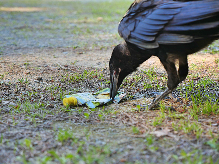 This French Theme Park Has 6 Crow 'Employees' Who Pick Up Trash