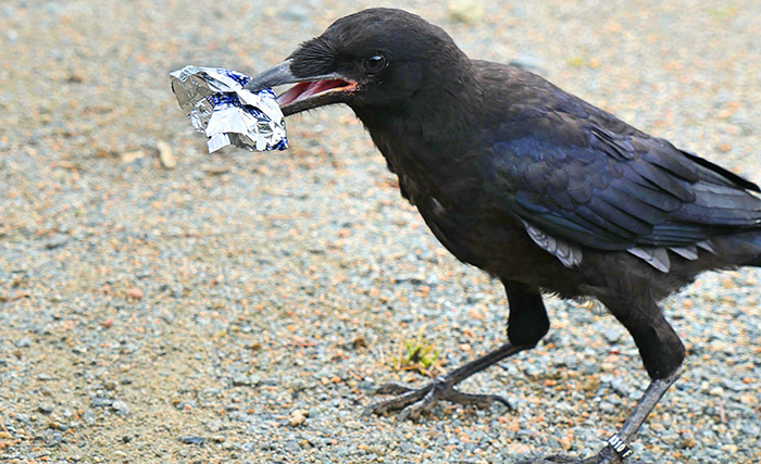 This French Theme Park Has 6 Crow ‘Employees’ Who Pick Up Trash