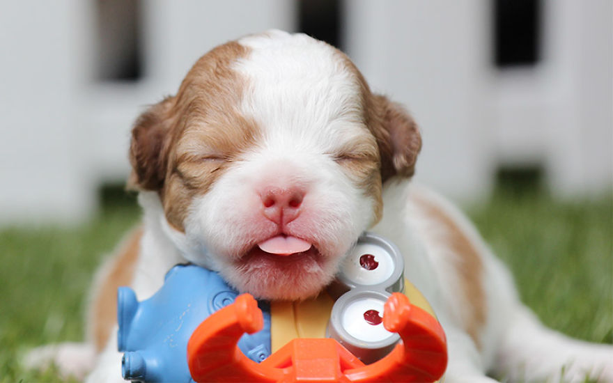 I Love Dog