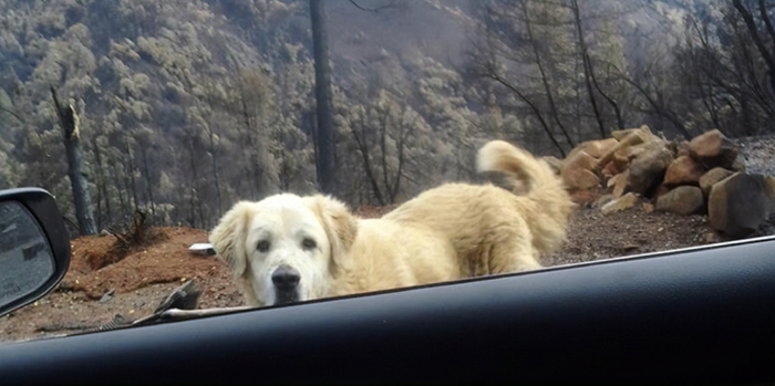 This Dog Who Survived A California Wildfire And Guarded His Home For A Month Gets Heartwarming Reunion