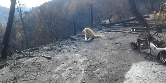 This Dog Who Survived A California Wildfire And Guarded His Home For A Month Gets Heartwarming Reunion
