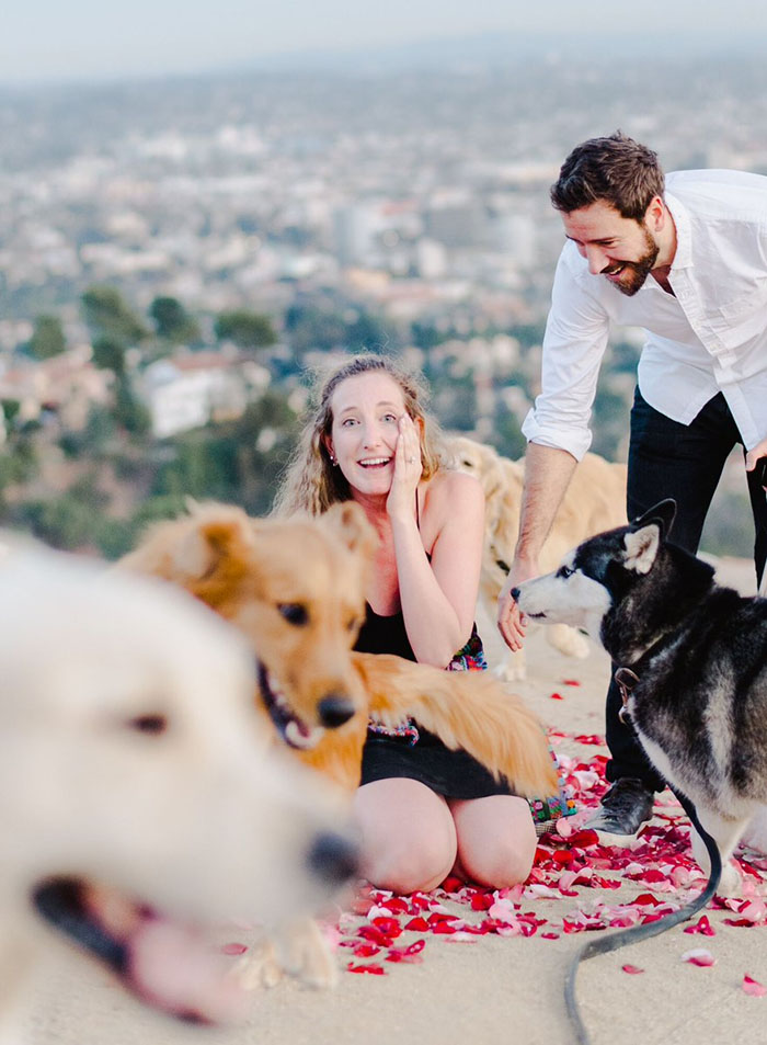 This Girl’s Reaction To Her Boyfriend Proposing With 16 Dogs Is Priceless