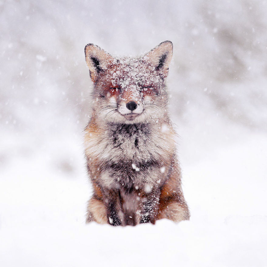 Photographer Documents Stunning Wild Foxes Enjoying The Snow (New Pics)