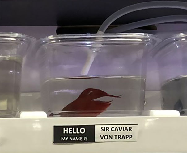 Sir Caviar Von Trapp