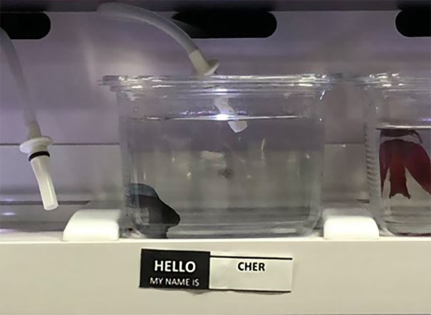 Pet Store Gives Celebrity Names To Their Fishes And They Are