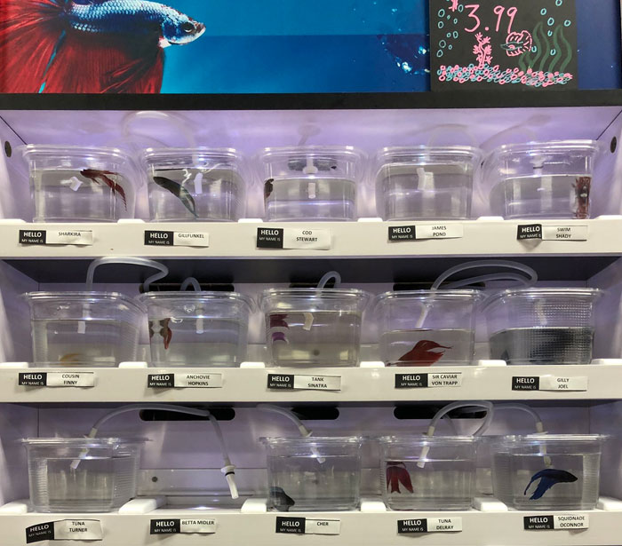 Pet Store Gives Celebrity Names To Their Fishes And They Are Hilariously Accurate