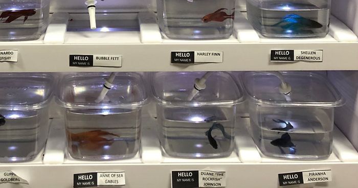 Pet Store Gives Celebrity Names To Their Fishes And They Are