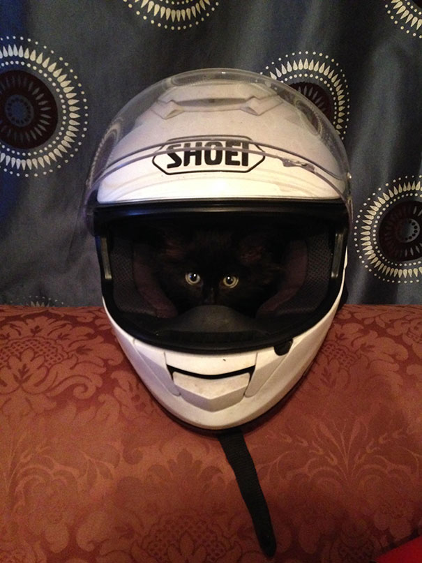 My Kitten Likes To Sleep In My Boyfriend's Motorbike Helmet