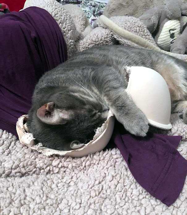 Throwback To When My Roommate's Cat Was Sleeping In My Bra