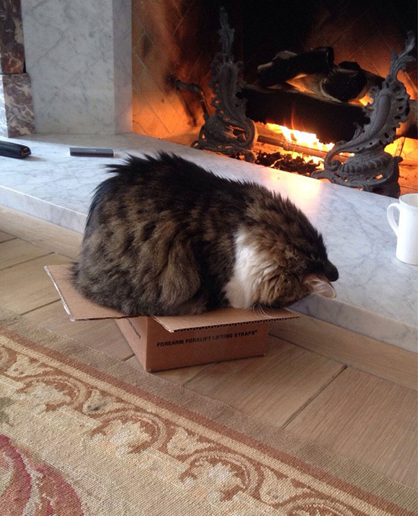 My Cat Wouldn't Accept The Fact That The Box Was Too Small For Him