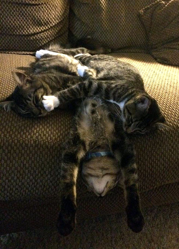 The Three Siblings Taking A Nap