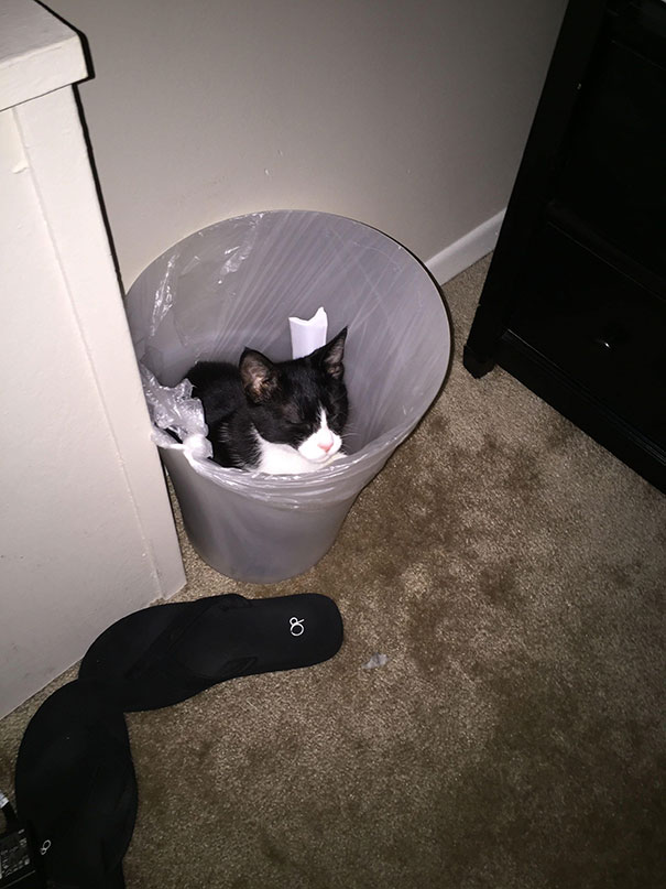 Cats Will Sleep Anywhere