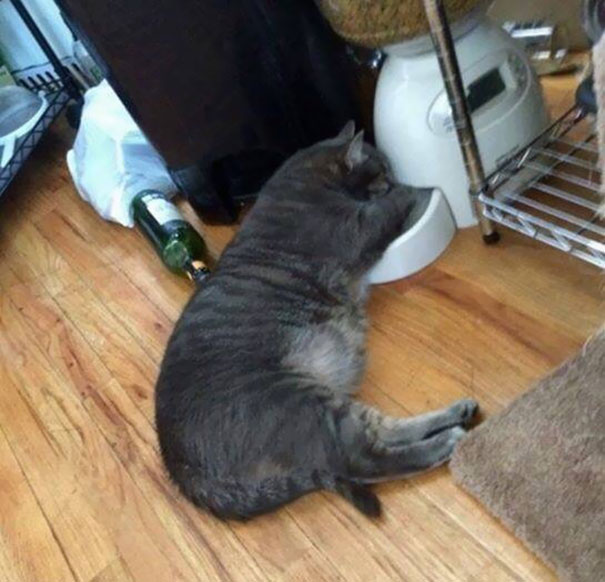 Put My Cat On A Timed Feeder To Try To Help Him Lose Some Weight. He Sleeps Like This Now