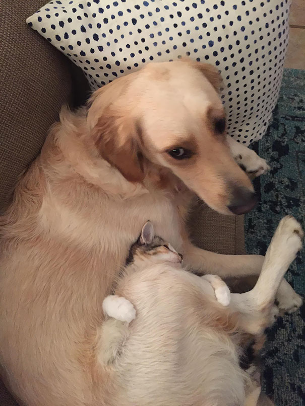 My 3 Lbs Kitten's Favorite Place To Nap Is On Top Of, Underneath, Inside, And Next To Our 70 Lbs Golden Retriever