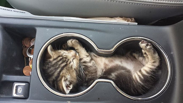 My Friend's Kitty Napping In Her Cup Holder