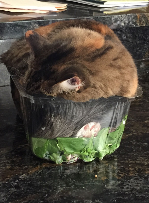 My Cat Fell Asleep In My Salad