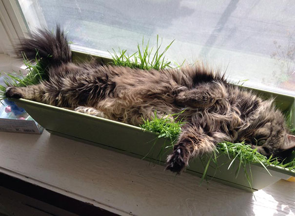 I Planted Oat Grass For The Cat To Snack On, She Decided It Makes A Good Bed