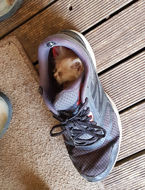 Came Home To The Neighbour's Farm Cats Newest Kitten Sleeping In My Shoe