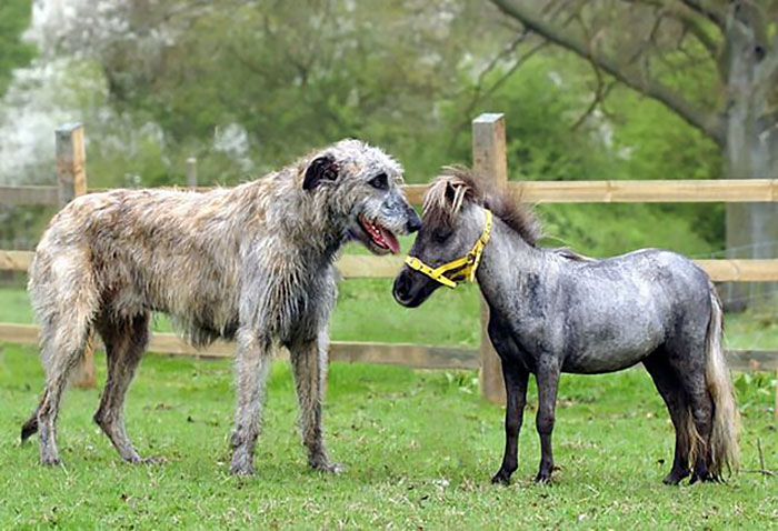 Smallest Horse In Britain With Fergus The Irish Wolfhound