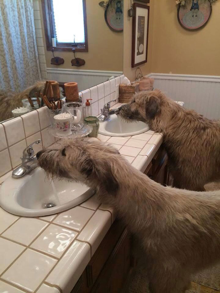Why To Even Bother With Bowls When There Are Two Sinks In The House