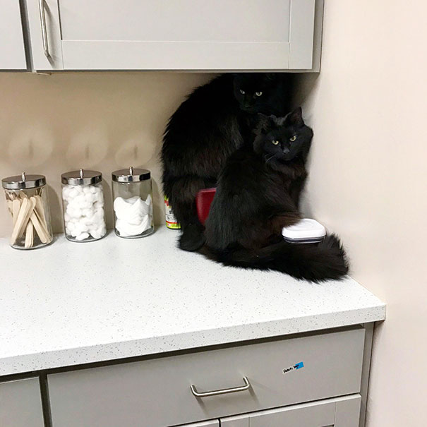 Jasper And Neil Were A Little Dramatic About Their Recent Vet Visit