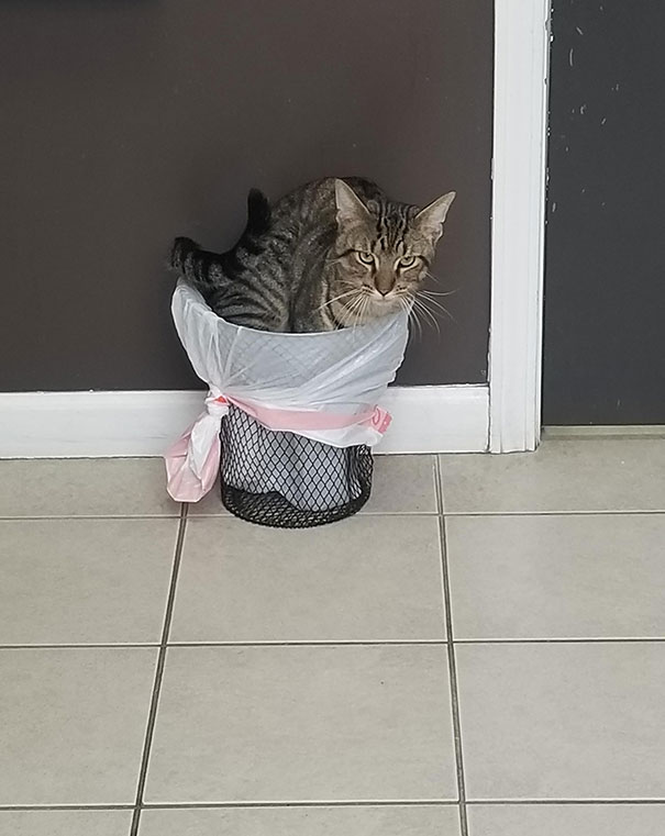 Took My Cat To The Vet Today. He Was Feeling Pretty Trashy