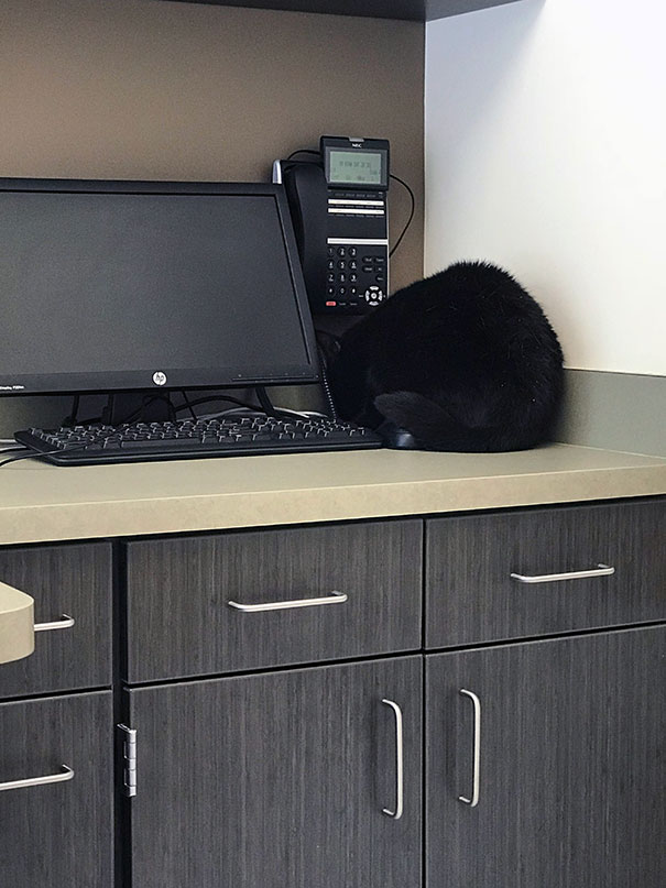 If You Can’t See The Vet, That Means The Vet Can’t See You, Right?