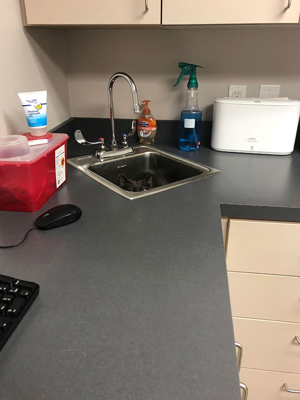 Do You Spy The Kitty Waiting For The Vet?