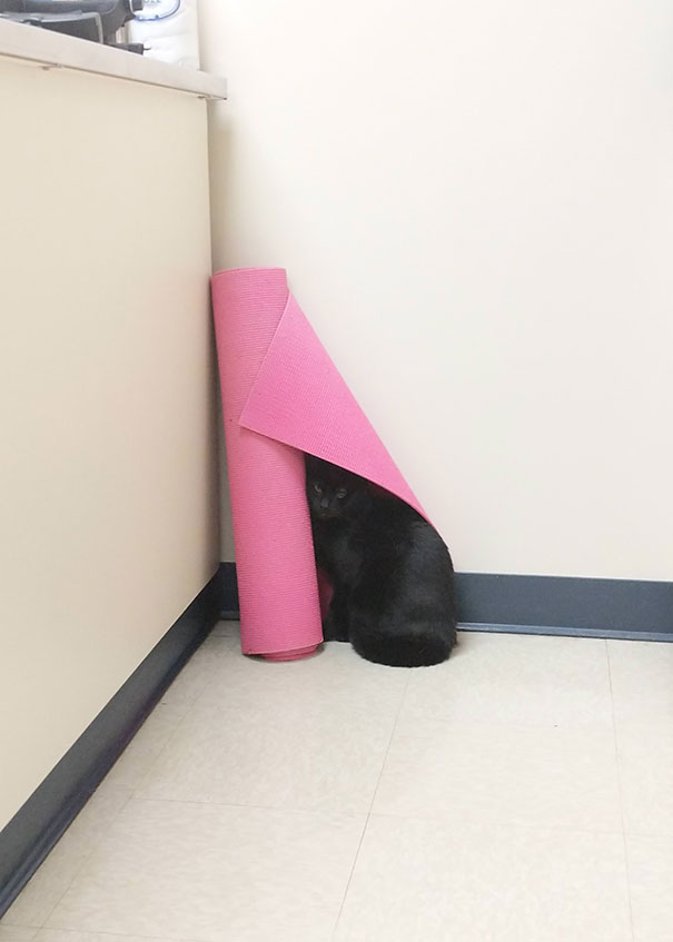 Poe Chose This As His Hiding Spot For His Vet Appointment Today